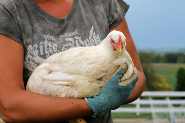 Broiler chick day 52