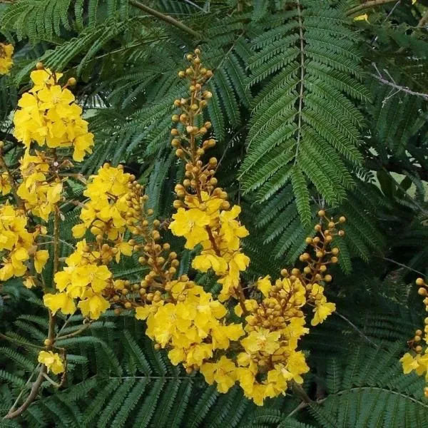 Canafístula ou Peltophorum dubium Angico-amarelo, Farinha-seca, Faveira, Guarucaia, Ibirá-puitá, Sobrasil, Tamboril-bravo