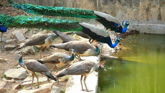 http://www.funmag.org/pictures-mag/animals-and-birds/beautiful-peacock-photos/