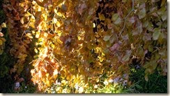 DSCN2610
