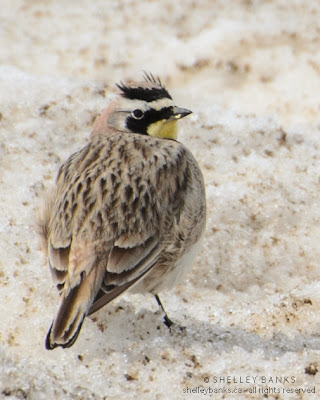 Male Horned Lark. Photo © Shelley Banks; all rights reserved. 