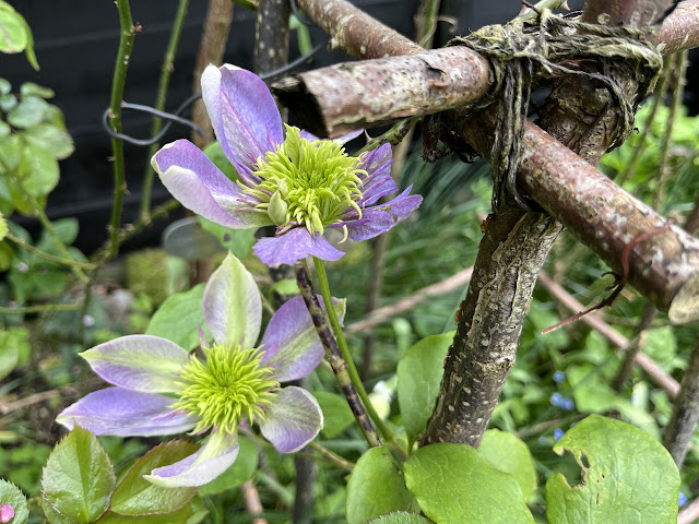 clematis