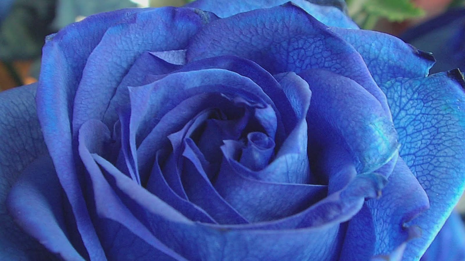 blue flower is a Blue Rose