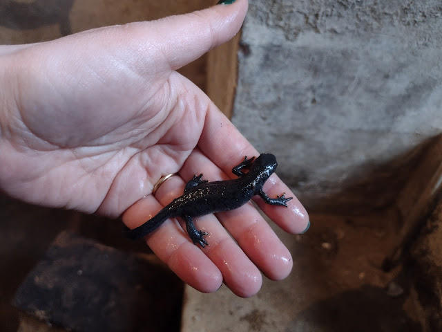 petite bestiole noire et lisse en forme de lézart qui tient dans la paume de ma main : une salamandre