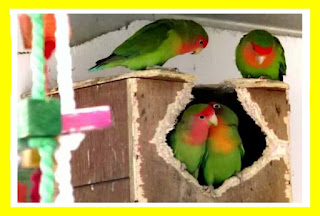 Interested in Having a Lovebird? Next is the Special Side