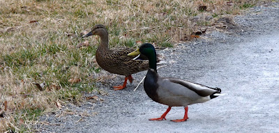 mallards crossing road