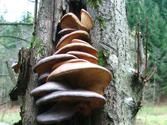 Pleurotus ostreatus