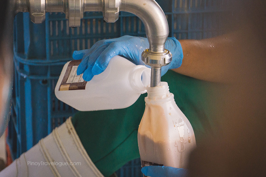 Processing carabao milk at Bukidnon Dairy