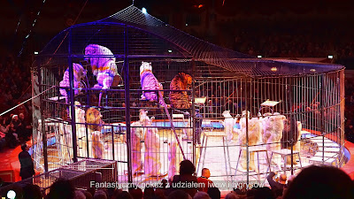  Fantastyczny pokaz z udziałem lwów i tygrysów