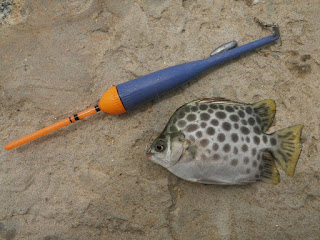 浮きとクロホシマンジュウ