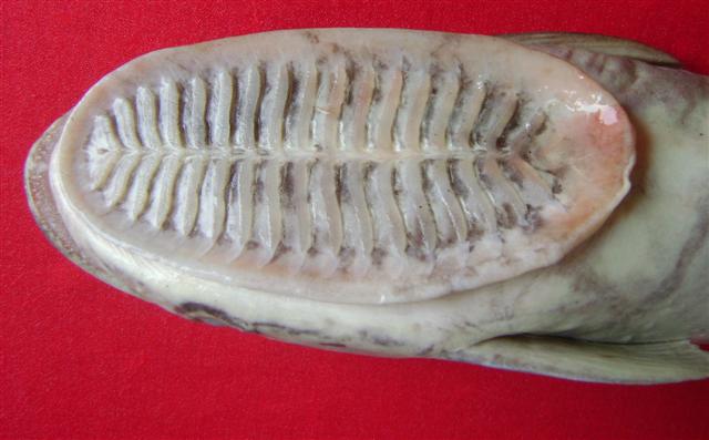 ikan remora