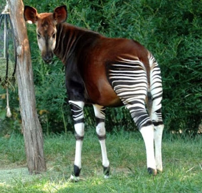 Hewan Okapi - Sekitar Dunia Unik