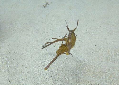 dragon de mar