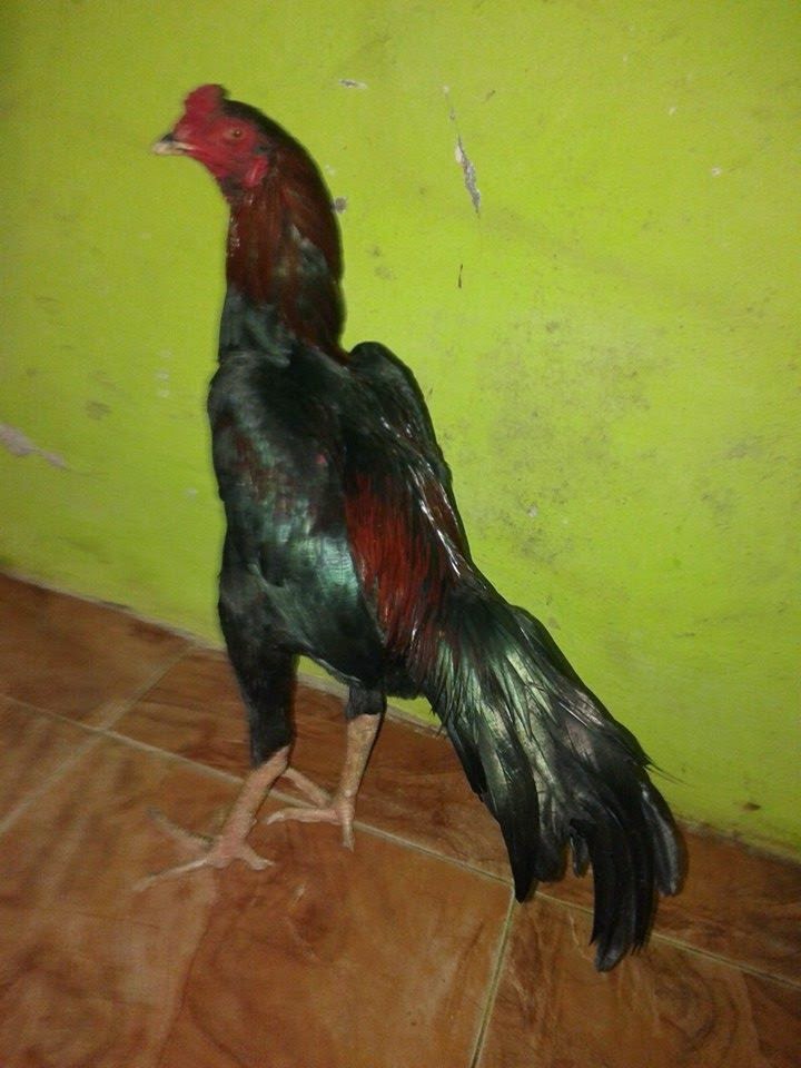  Ayam Bangkok Super Jawara Garut Februari 2020