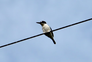 Little Kingfisher, Garners Beach Qld