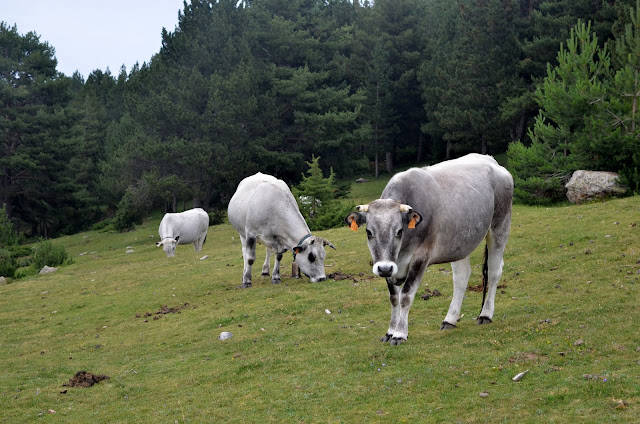 Cavalls del Vent Prat d'Aguiló Cortals de l'Ingla Serrat de les esposes. Pirineo Cadí Moixeró