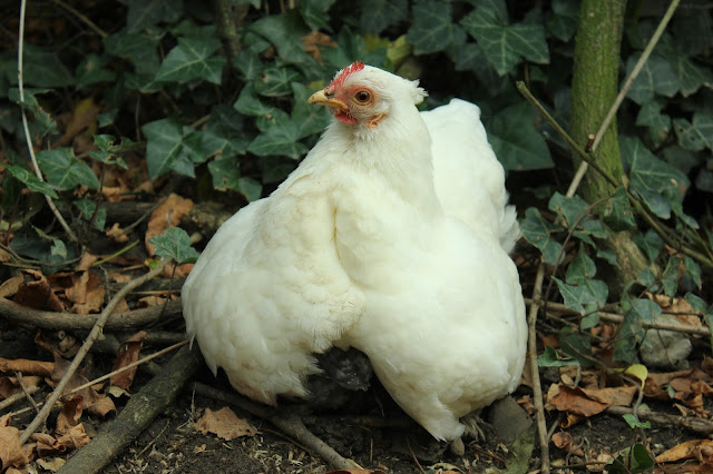 Cochin hen covering her adopted brood