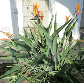 Strelitzia reginae bird-of-paradise plant