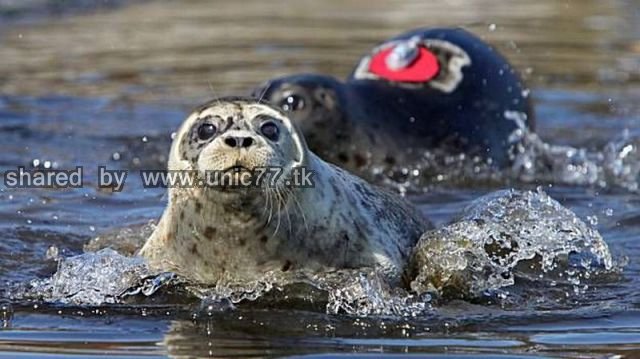 these_funny_animals_528_640_20.jpg (640×359)