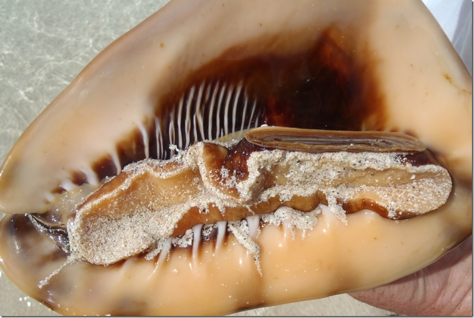019c conch mit inhalt