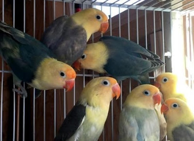 INTIP YUUK!!!! Jenis dan Harga Lovebird Parblue