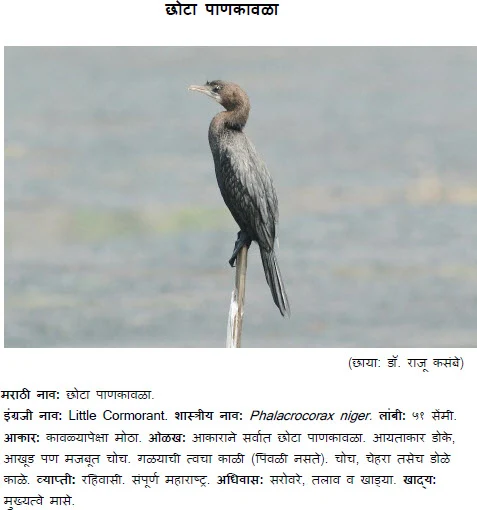 Little Cormorant - Phalacrocorax niger - Pan Kavala Bird information in marathi