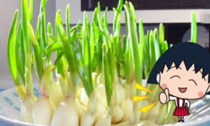  Bawang Berkecambah Jangan Dibuang! Ternyata Mampu Tewaskan 14 Jenis dari Kanker dan 13 Jenis Infeksi
