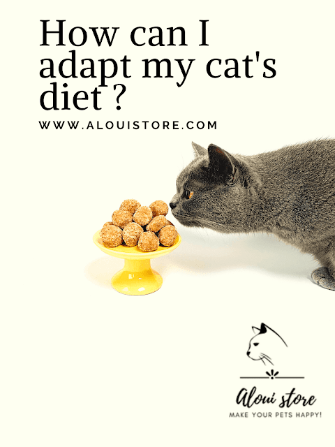 How can I adapt my cat's diet according to its age?