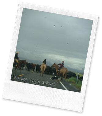 Herding Cows