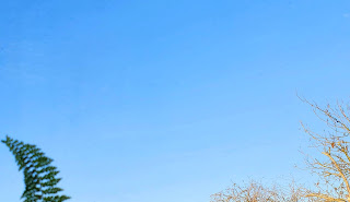 Fern against blue sky