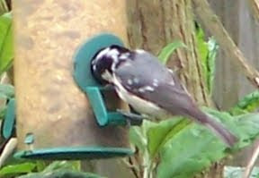 coal tit