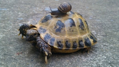 Fotos de Coleccion: tortuga y caracol 