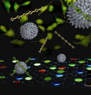 Nanoparticles and polymers were used to create a sensor that can distinguish between healthy, cancerous and metastatic cells.