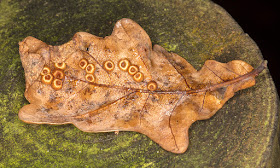 Silk Button Spangle Galls on a fallen oak leaf.  Ashdown, 15 October 2017.