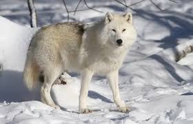 The Arctic wolf