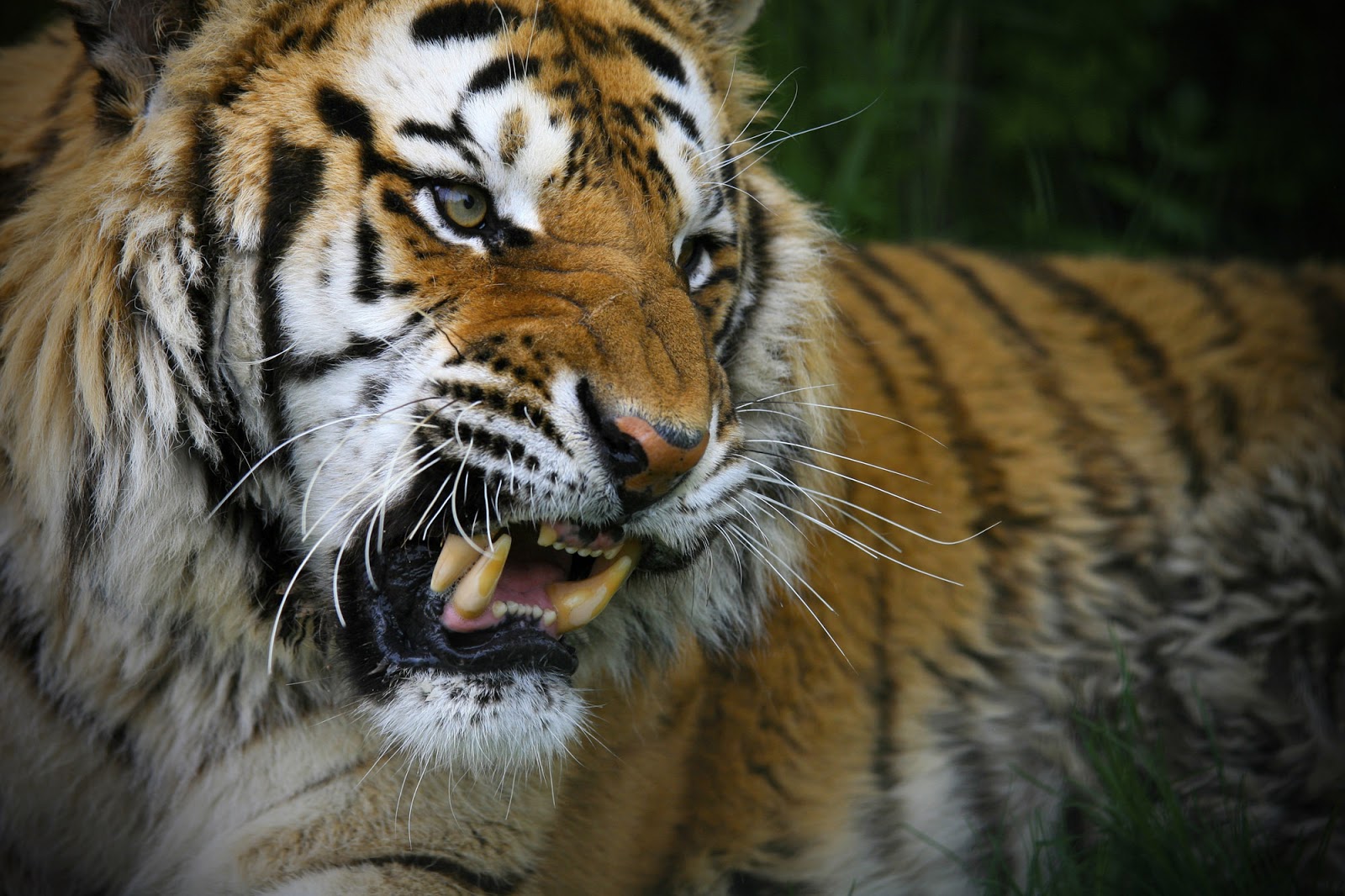 Gambar Harimau Lengkap Gambar Foto