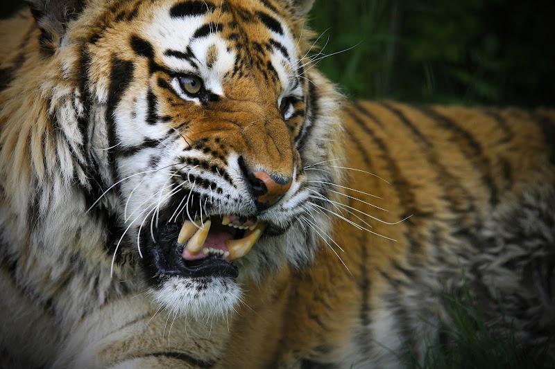 16+ Gambar Harimau Dari Samping