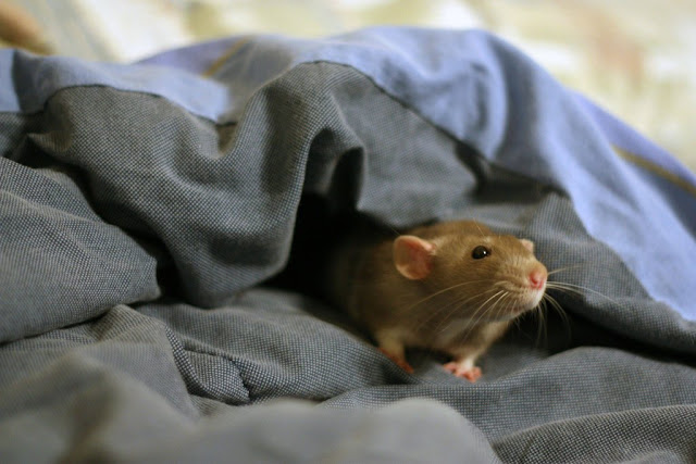 Kitten and rat are best friends, interspecies friends, rat and kitten, rat, kitten