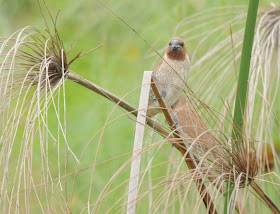 Scaly-breasted Munia (Lonchura punctulata)