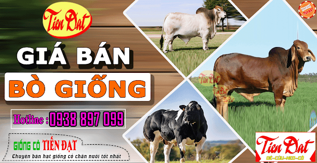 Giá bò giống bao nhiêu tiền 1kg