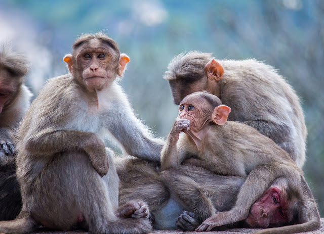 Apa yang membezakan antara anda dengan monyet dan mana lebih baik, manusia atau monyet