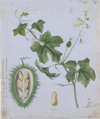 Californian vine and seed transection