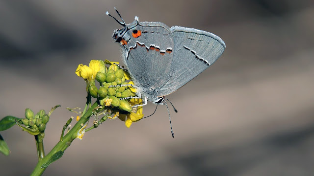 Gray Butterfly HD Wallpaper