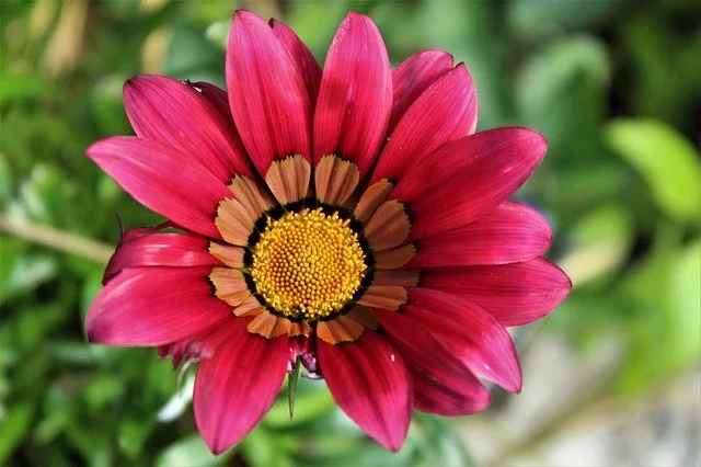 Gazania Flowers Images - Winter Flowers Images Download - Winter flowers - NeotericIT.com