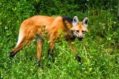 calviac loup à crinière