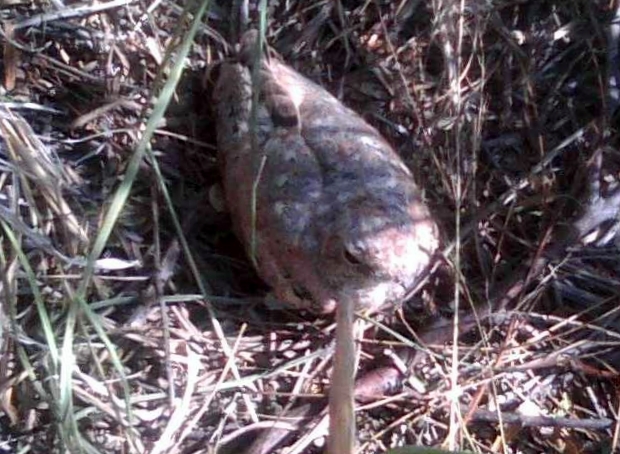 bird nesting on the golf course picture