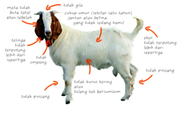 harga kambing aqiqah di jepara