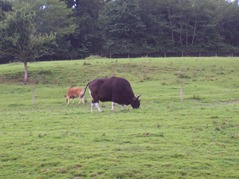 2007.08.09-017 banteng