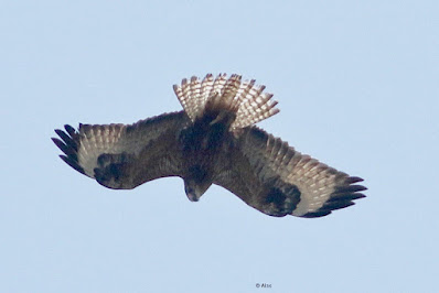 Long-legged Buzzard