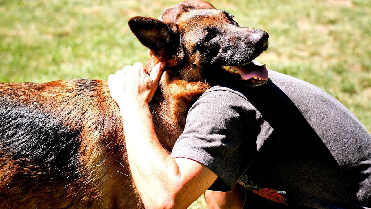 German Shepherd Training Book